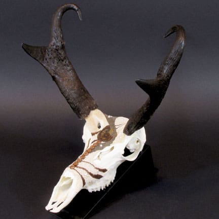 A deer skull with horns on a black background.