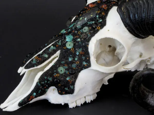 A horned ram skull with turquoise beads on Cradling the Cosmos.