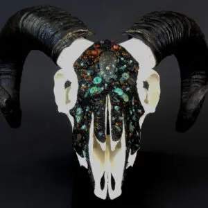 A Cradling the Cosmos with black and turquoise horns.
