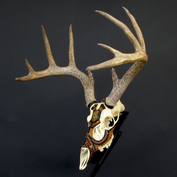 A Crowned Prince skull with antlers on a stand.