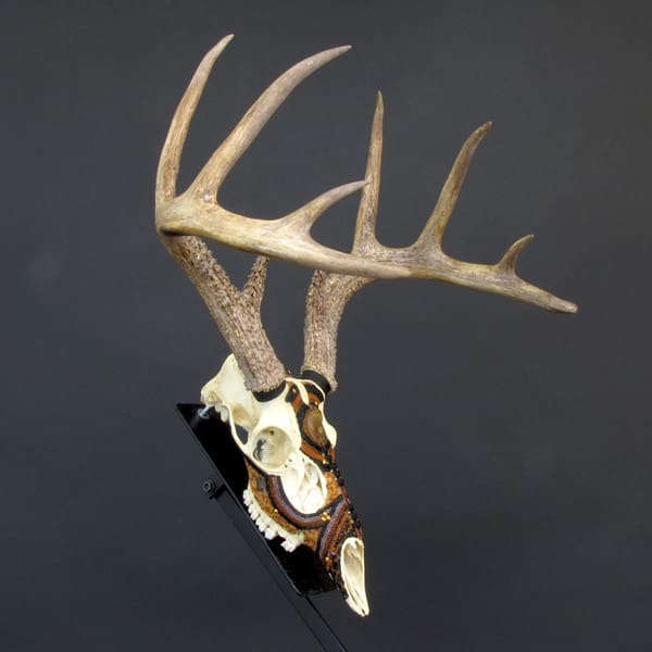 A Crowned Prince deer skull with large antlers on a stand.