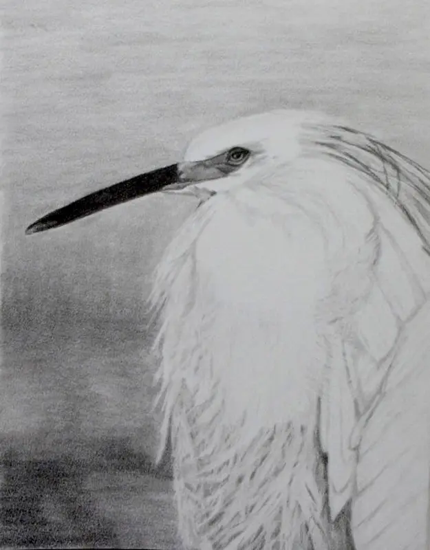A drawing of a white bird with long feathers.