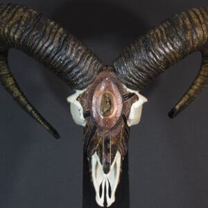 A Mouflon King skull with large horns on display.
