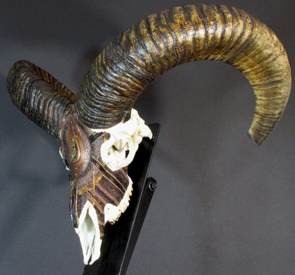 A Mouflon King skull with long horns on a stand.