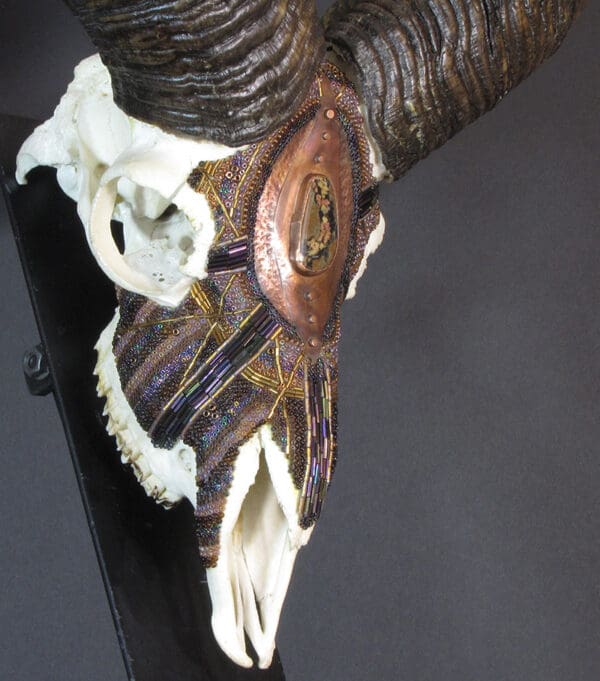 A Mouflon King skull with horns on display.