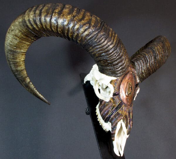 A Mouflon King skull with long horns on a stand.