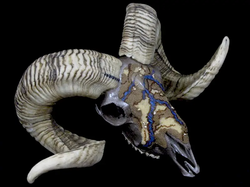 A ram skull with horns on a black background.