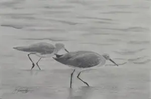 Shorebirds walking on the beach in black and white.