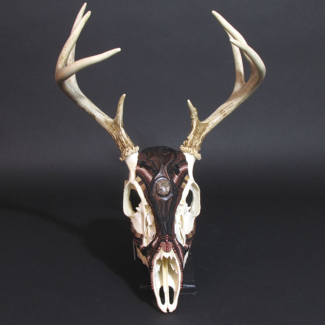 A deer skull with antlers on display.