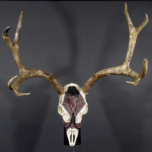 A deer skull with antlers and horns on a black background.