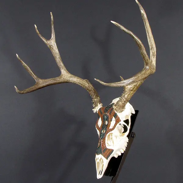 A deer skull with large antlers on a stand.