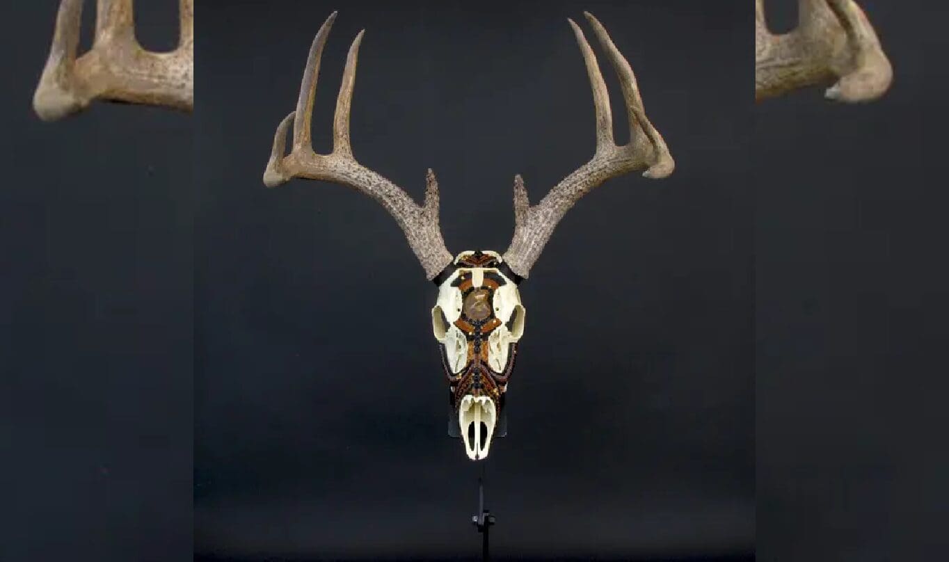 A deer skull with large antlers on top of it.