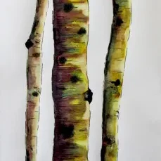 A painting of three Aspen II trees.