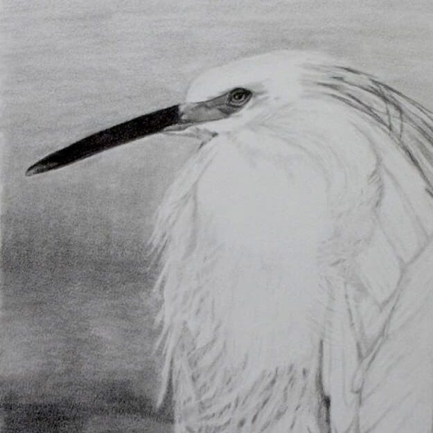A drawing of a white bird with long feathers.