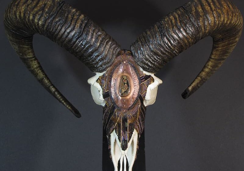 A Mouflon King skull with large horns on display.