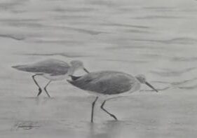 Shorebirds walking on the beach in black and white.